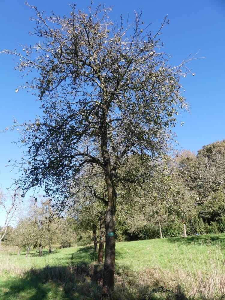 userfiles/produit/5539/arbre2_var_108_de branche.jpg